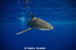 Red Sea , Egypt by Helmy Hashim 